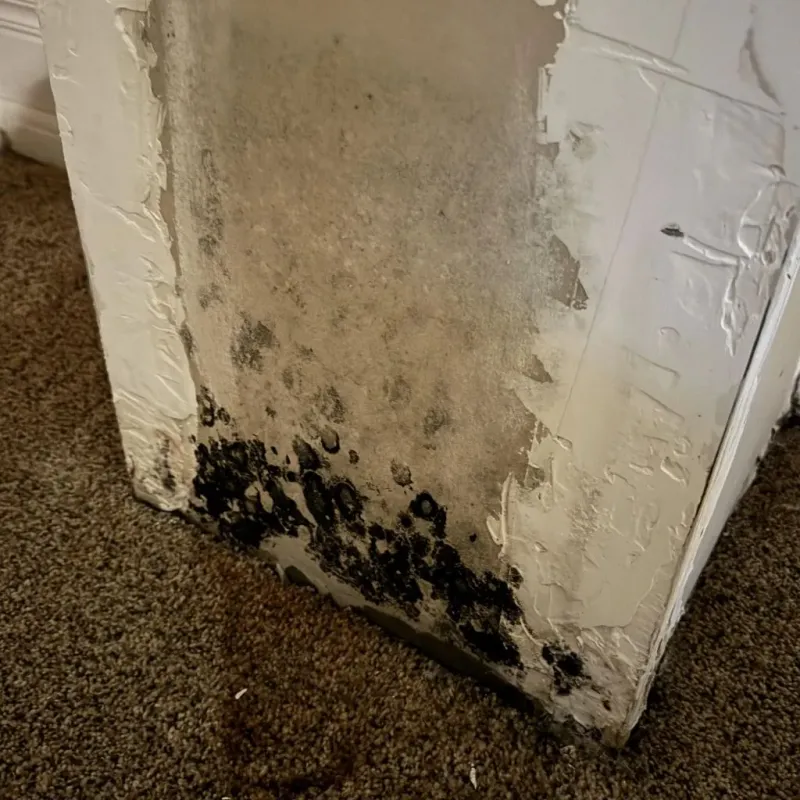 Professional Mold Removal in McPherson County, NE